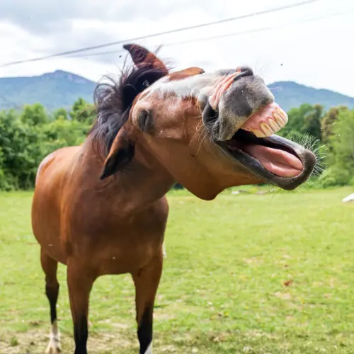 Happy Neigh-Year: What the Year of the Horse Means for Your Marketing
